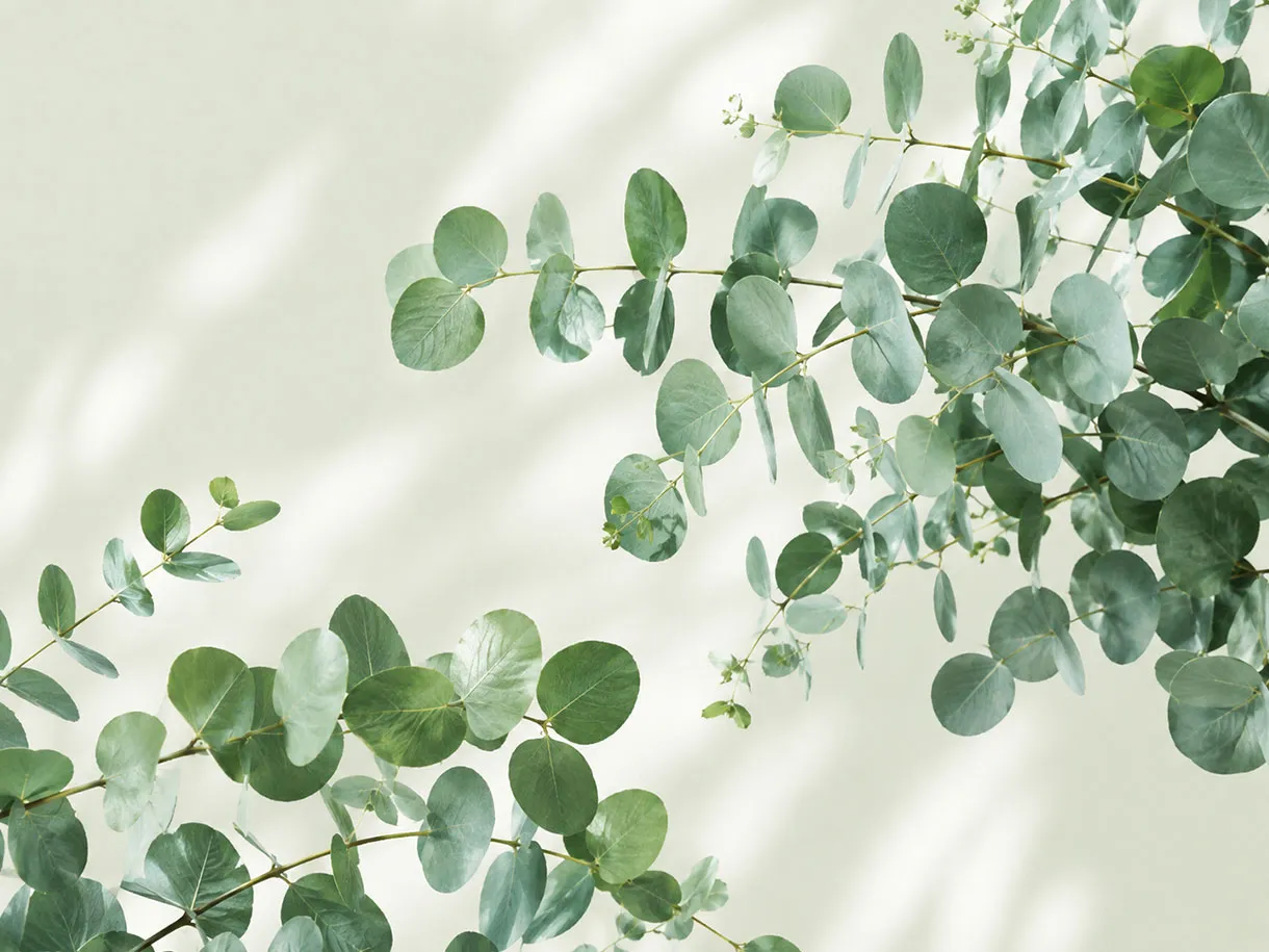 Набор Dormeo Nature Eucalyptus с одеялом и подушкой